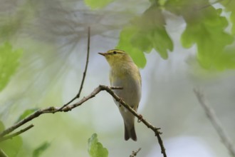 Wood Warbler (Phylloscopus sibilatrix) male, North Rhine-Westphalia, Germany, Europe