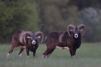 European mouflon (Ovis gmelini musimon, Syn.: Ovis orientalis musimon, Ovis aries musimon),