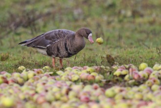 Greater White-fronted Goose (Anser albifrons), North Rhine-Westphalia, Germany, Europe