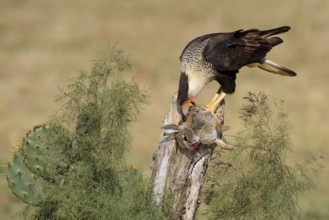 Northern Crested Caracara (Caracara cheriway) feeding on carrion, Texas, USA, North America