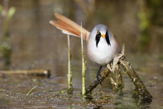 Bearded Reedling (Panurus biarmicus) male foraging in reedbed, Mecklenburg-Western, Pomerania,