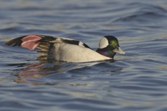 Bufflehead (Bucephala albeola) male, California, USA, North America
