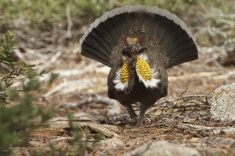 Sooty Grouse (Dendragapus fuliginosus) male, California, USA, North America