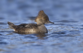 Hooded Merganser (Lophodytes cucullatus) female, British Columbia, Canada, North America
