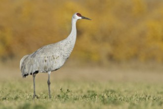 Sandhill Crane (Antigone canadensis), New Mexico, USA, North America