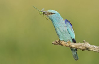European Roller (Coracias garrulus) perched on a branch with grasshopper in beak, Hortobagy