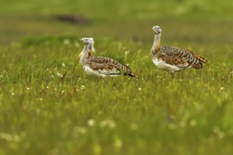 Great Bustard (Otis tarda) female, Castile-La Mancha, Spain, Europe