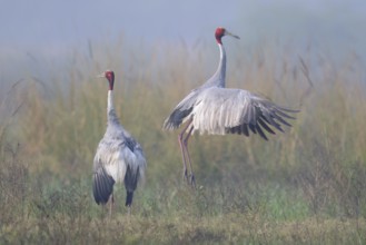 Sarus Crane (Antigone antigone), Keoladeo National Park, India, Asia