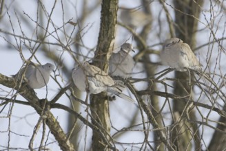 Eurasian Collared Dove (Streptopelia decaocto), Saxony, Germany, Europe