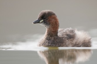 Little Grebe (Tachybaptus ruficollis), Thuringia, Germany, Europe