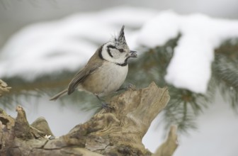 European Crested Tit (Lophophanes cristatus), Saxony, Germany, Europe