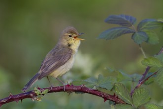 Melodious Warbler (Hippolais polyglotta) male singing, Rhineland-Palatinate, Germany, Europe