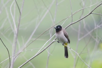 White-spectacled Bulbul (Pycnonotus xanthopygos), Turkey, Asia
