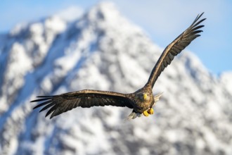 White-tailed eagle (Haliaeetus albicilla), in flight, Lofoten, Norway, Europe