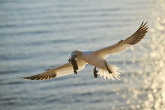 Northern gannet (Morus bassanus) flying over the sea with rivet material in the beakat sunset,