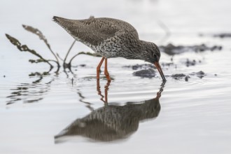 Redshank (Tringa totanus), Lower Saxony, Germany, Europe