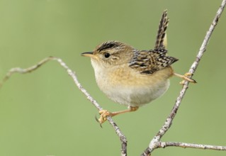 Sedge Wren (Cistothorus platensis), Alberta, Canada, North America