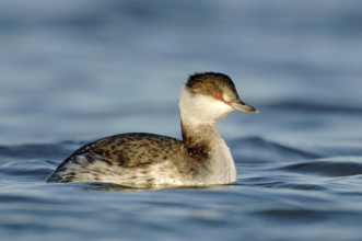 Horned Grebe (Podiceps auritus), Texas, USA, North America
