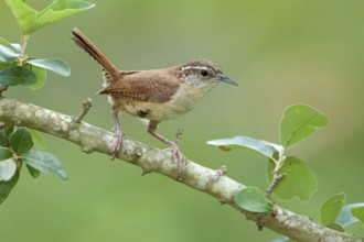 Carolina Wren (Thryothorus ludovicianus), Texas, USA, North America