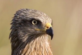 Black Kite (Milvus migrans), Madrid, Spain, Europe