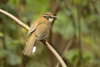 Lesser Necklaced Laughingthrush (Garrulax monileger), Yunnan, China, Asia