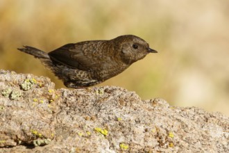 Magellanic Tapaculo (Scytalopus magellanicus) juvenile perched on a rock, Santiago Metropolitan,