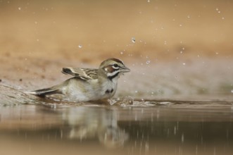 Lark Sparrow (Chondestes grammacus) bathing, Texas, USA, North America