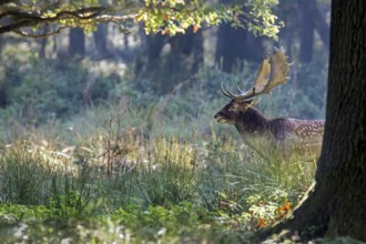 Fallow Deer (Dama dama) buck in forest, Saxony, Germany, Europe
