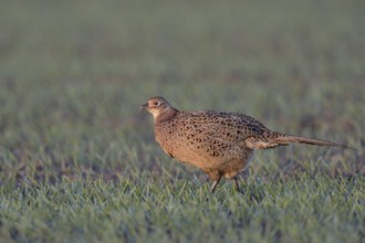Common Pheasant (Phasianus colchicus) female on field, North Rhine-Westphalia, Germany, Europe