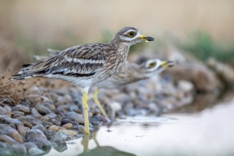 Eurasian Stone-curlew (Burhinus oedicnemus) drinking, Castile-La Mancha, Spain, Europe
