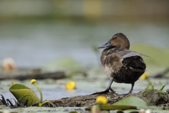 Tufted Duck (Aythya fuligula) female, North Rhine-Westphalia, Germany, Europe