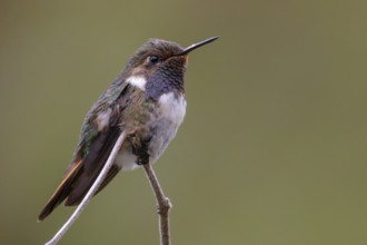 Volcano Hummingbird (Selasphorus flammula) perched on a branch in Costa Rica