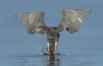Reddish Egret (Egretta rufescens) hunting, Texas, USA, North America