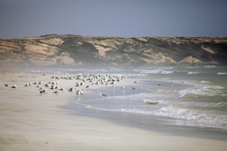 Seagulls on Taqah Beach or beach, Taqah, Dhofar Province, Oman, Asia