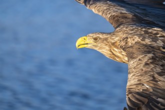 White-tailed eagle (Haliaeetus albicilla), portrait, in flight, Lofoten, Norway, Europe