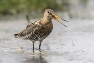 Black-tailed godwit (Limosa limosa), Lower Saxony, Germany, Europe