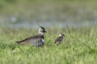 Lapwing (Vanellus vanellus) with young, Lower Saxony, Germany, Europe