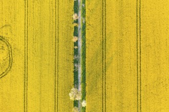 Avenue with blossoming fruit trees between rape fields, vertical aerial view in evening light,