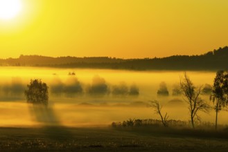 Early morning fog over the moor, birch (Betula), birch family (Betulaceae), sunrise fog, Pfrungen,