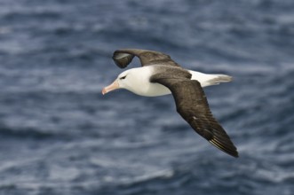 Black-browed Albatross (Thalassarche melanophris) flying, Antarctica