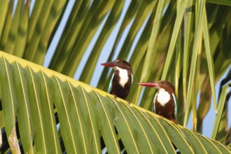 Braunliestpärchen (Halcyon smyrnensis) auf einer Palme in der Lagune von Puttalam