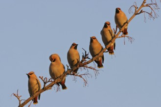 Bohemian Waxwing (Bombycilla garrulus), Rhineland-Palatinate, Germany, Europe