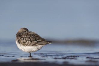 Dunlin (Calidris alpina) resting on shoreline, Mecklenburg-Western Pomerania, Germany, Europe
