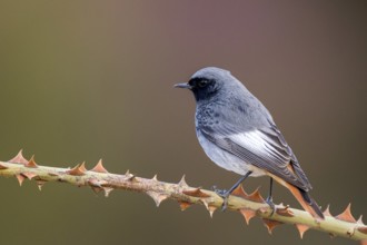 Black Redstart (Phoenicurus ochruros) male perched on a thorny branch, Aragon, Spain, Europe