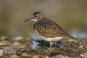 Common Sandpiper (Actitis hypoleucos), North Rhine-Westphalia, Germany, Europe