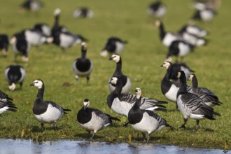 Barnacle Goose (Branta leucopsis) foraging, Netherlands