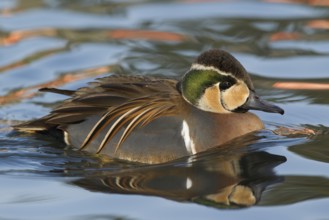 Baikal Teal (Sibirionetta formosa) male, Schleswig-Holstein, Germany, Europe