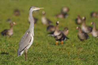 Grey Heron (Ardea cinerea) juvenile, North Rhine-Westphalia, Germany, Europe