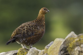 Red Grouse (Lagopus lagopus scotica), Yorkshire, United Kingdom, Europe