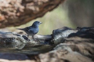 Blue Chaffinch (Fringilla teydea) male, Tenerife, Spain, Europe